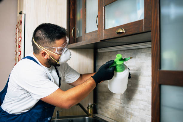 Wasp Removal Services in Elizabethton, TN