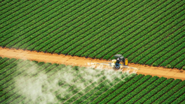 Best Best Pest Control Companies  in Elizabethton, TN