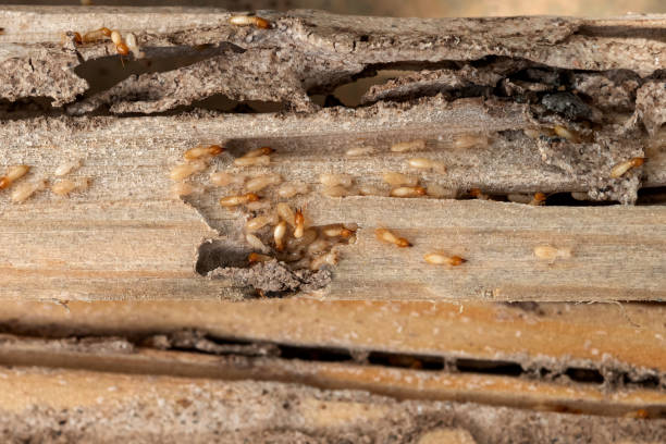 Best Pest Control for Businesses  in Elizabethton, TN