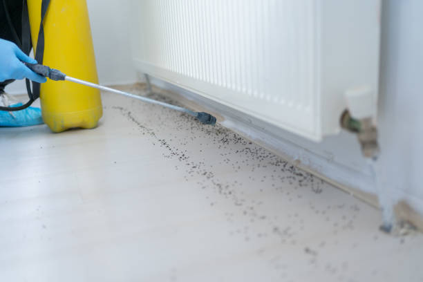Best Bed Bug Extermination  in Elizabethton, TN